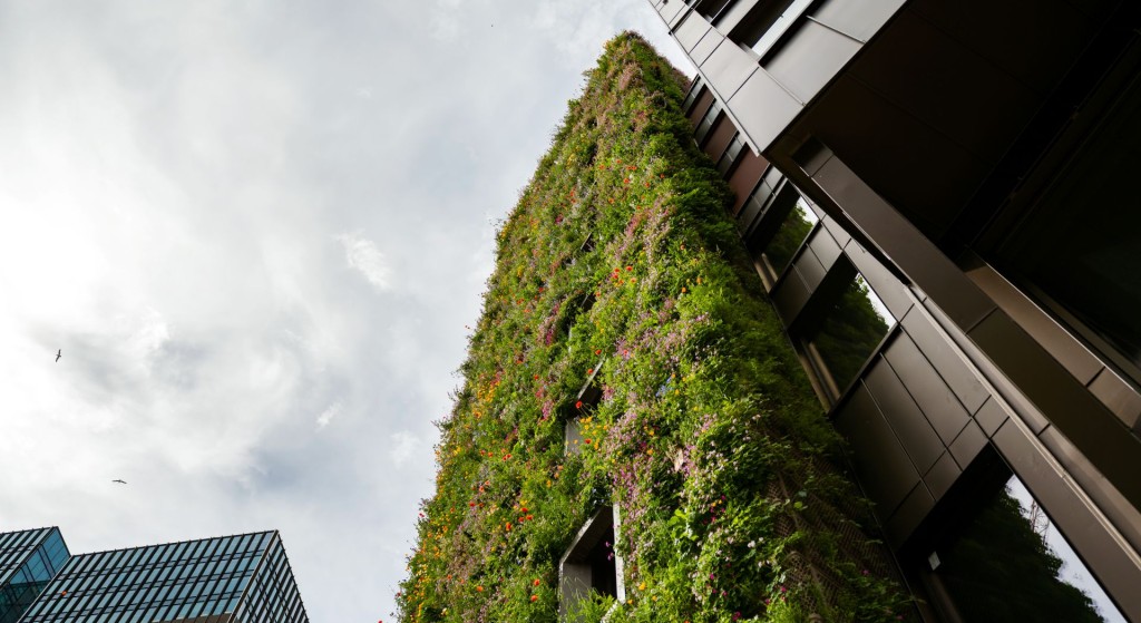 Deler av fasaden til Stenersgata 1 er dekket av planter, fra bakkenivå og helt til øverste etasje